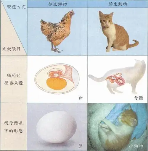 产妇|自然|母体|胎儿畸形_网易订阅