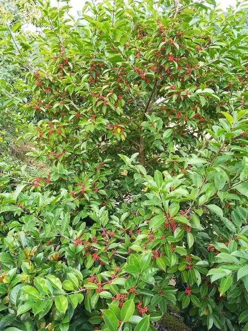 供应红果冬青树