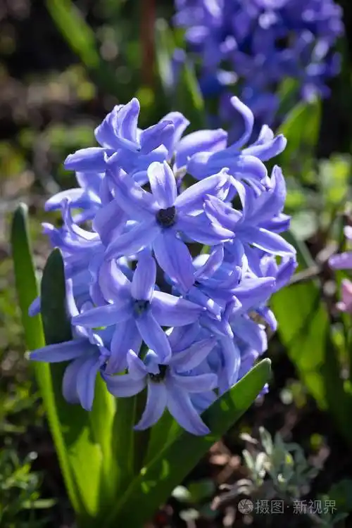 春天盛开的风信子花的软焦点图像蓝色风信子开花