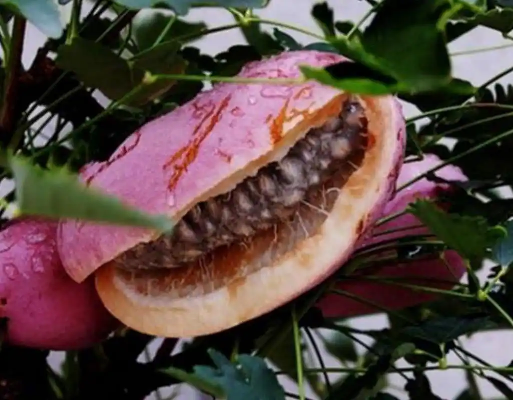 世上最稀有,最奇葩的水果,吃过2种的是土豪,图4长相不敢恭维?