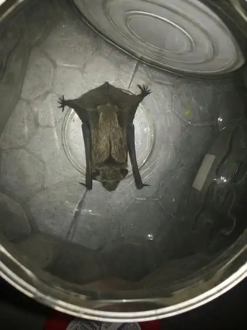 小蝙蝠能飞吗,现在吃什么喝什么?能见光吗?