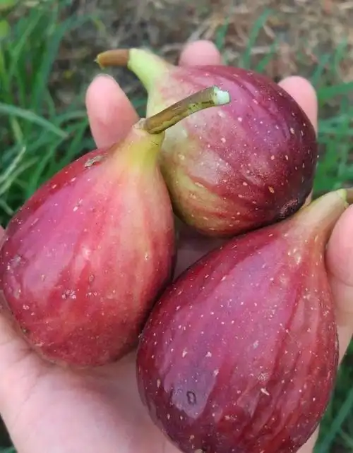 无花果自家农场种的土耳其波姬红优质品种,产品原生态自然熟无公害!