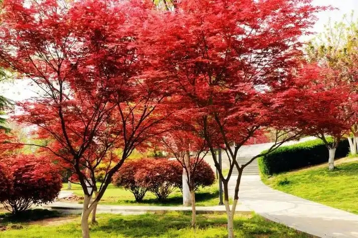 商丘市日月湖景区红枫岛的枫叶红了