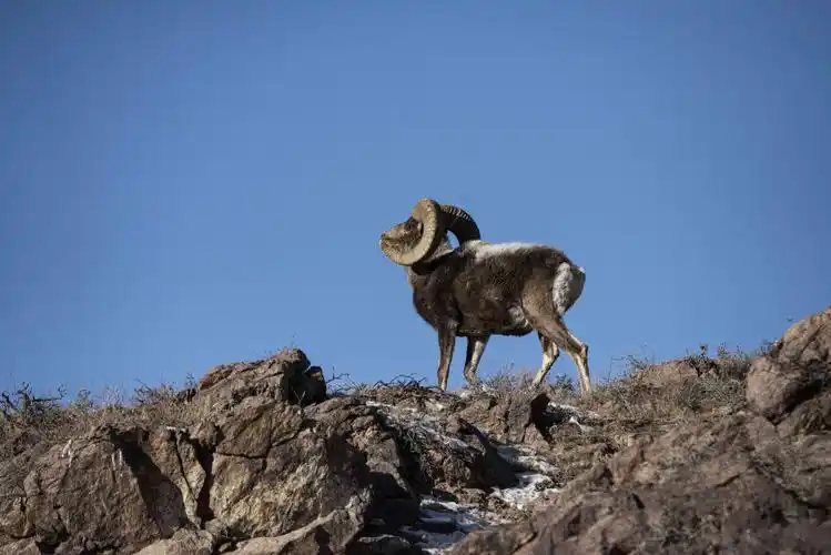 戈壁精灵之盘羊