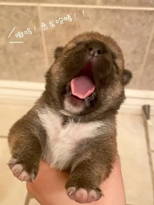 温哥华柴犬|我们小家伙提前跟姨姨们见面啦 我是胖崽崽妈妈和胡巴爸爸