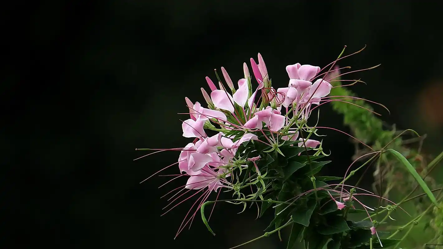 草本植物醉蝶花1080p高清桌面壁纸图片下载