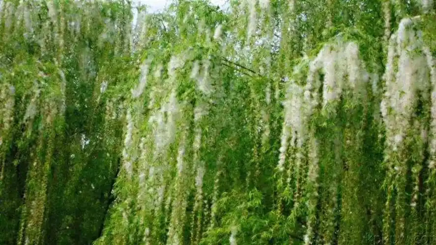 疫情期间杨柳絮的防控