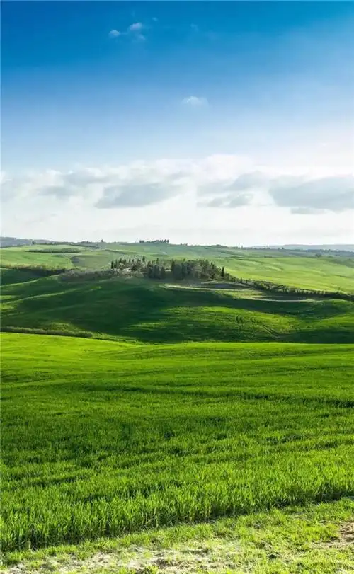 保护眼睛的桌面壁纸,绿色桌面背景图护眼(高清养眼绝美手机壁纸102张)