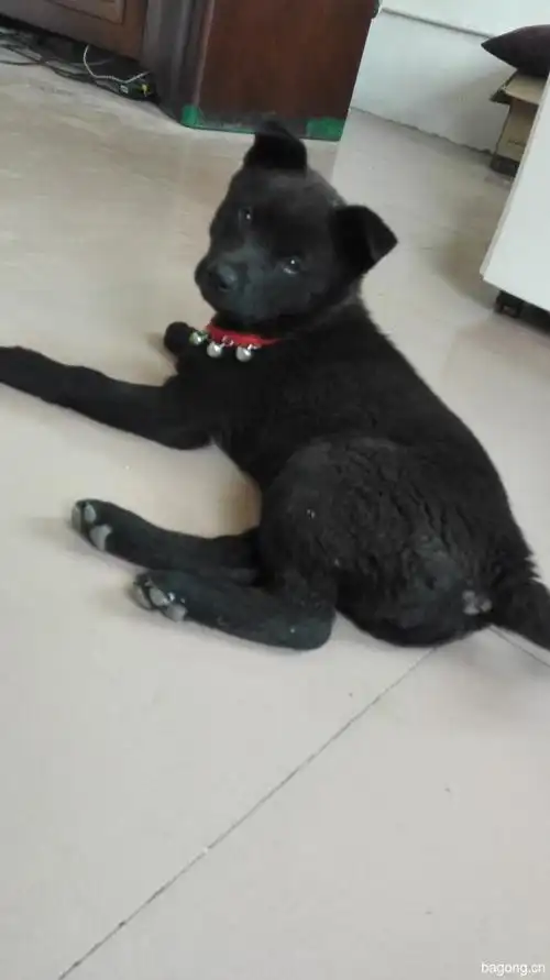 活泼聪明小黑找领养_领养狗狗