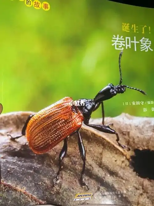 请问一下有人知道这个卷叶象叫什么名字吗