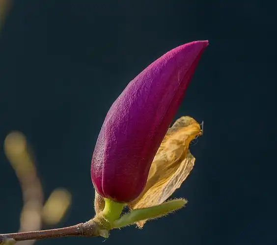 含苞待放的玉兰图片花卉鲜花花朵玉兰