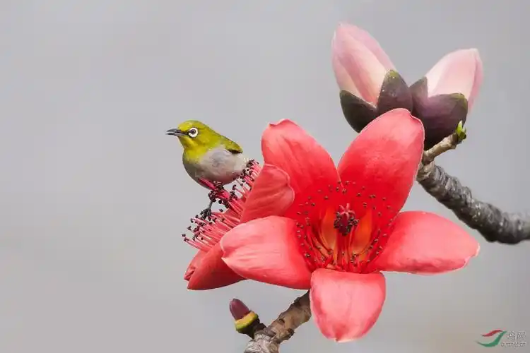 木棉花开鸟儿来