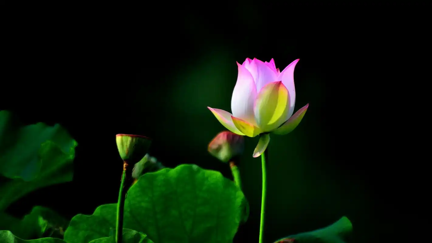 清新荷花摄影图片高清宽屏桌面壁纸