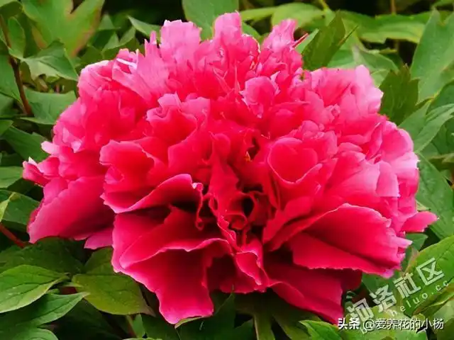 花卉品种汇编 牡丹篇——花王