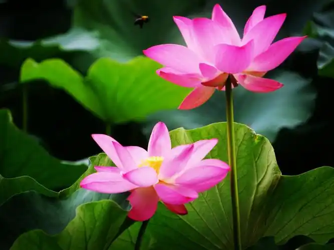 后花园荷花盛开,美不胜收,游人流连忘返