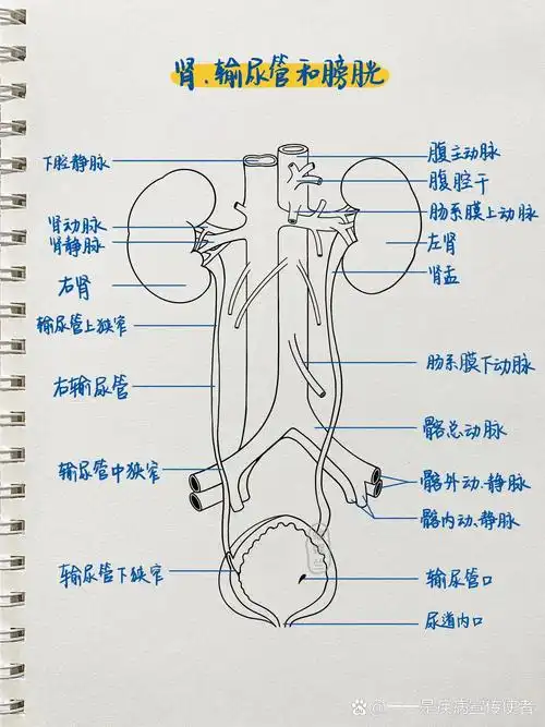 医学插画|肾输尿管膀胱 4/100