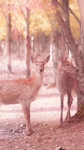 梅花鹿,树木,朦胧 iphone 壁纸