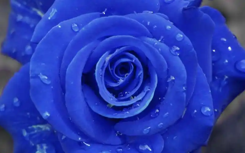 瑰丽绚烂的玫瑰花高清图片桌面壁纸