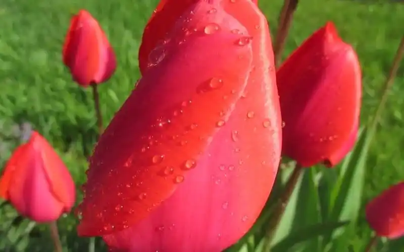 ▏a727 唯美漂亮红色牡丹花玫瑰花水仙花鲜花盛开水滴水珠挂满花朵