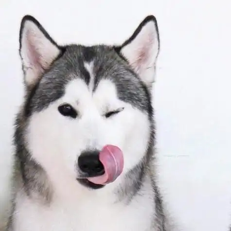 哈士奇图片搞笑头像图片大全可爱图片大全