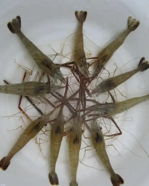 河虾和豆饼钓鲫鱼的注意事项和3个要领