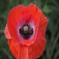 最美红色花朵微信头像_微信头像图片大全