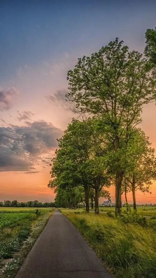 美丽的田野,乡村,道路,树木,云海,晚霞 iphone 壁纸