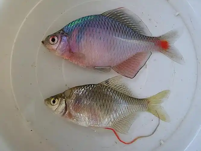 谁知道这是什么品种的鳑鲏鱼