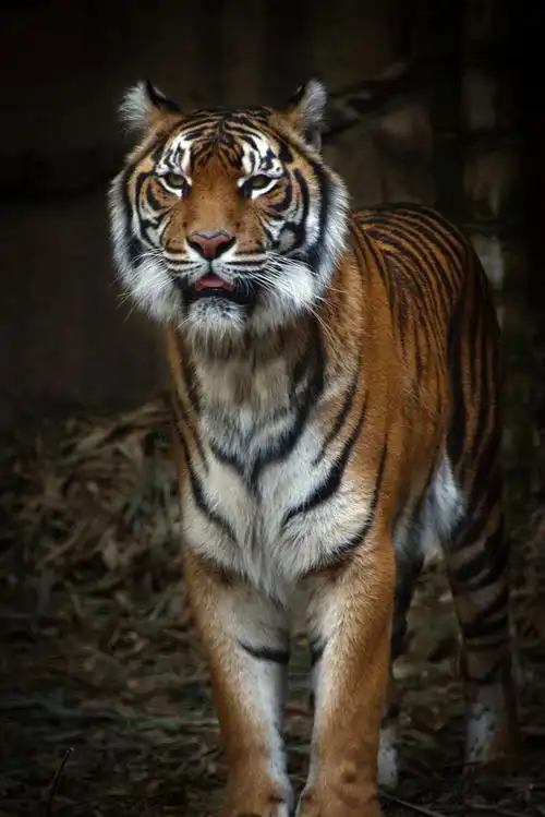 站着看着什么的大老虎摄影高清图片