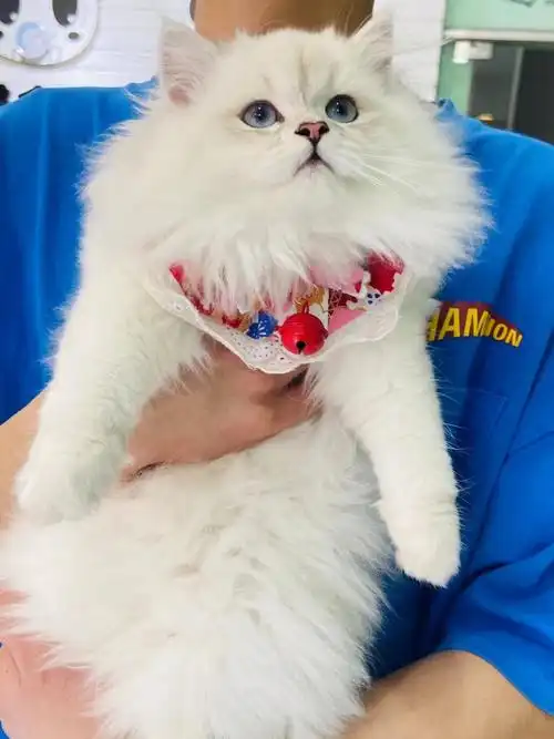 500块包邮买的长毛猫