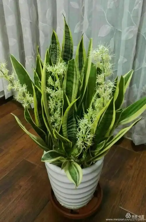 金边虎尾兰开花啦