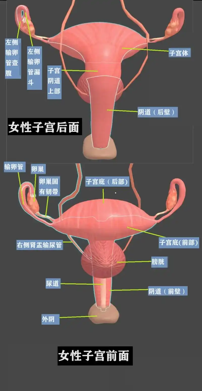 女性子宫.#人体解剖学 #医学生 #医学科普 #子宫 #女性 - 抖音