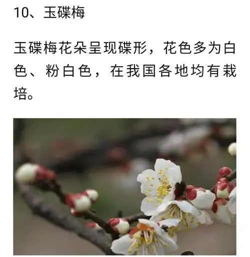 春暖花开梅花俏 梅花品种知多少?