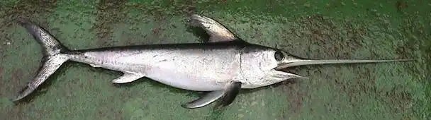 p>剑鱼(学名: i>xiphias gladius /i>),亦称"箭鱼".