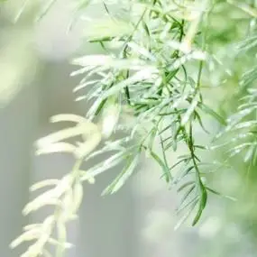 标签:小清新头像意境头像保存头像图片:在需下载的头像上"右键->图片