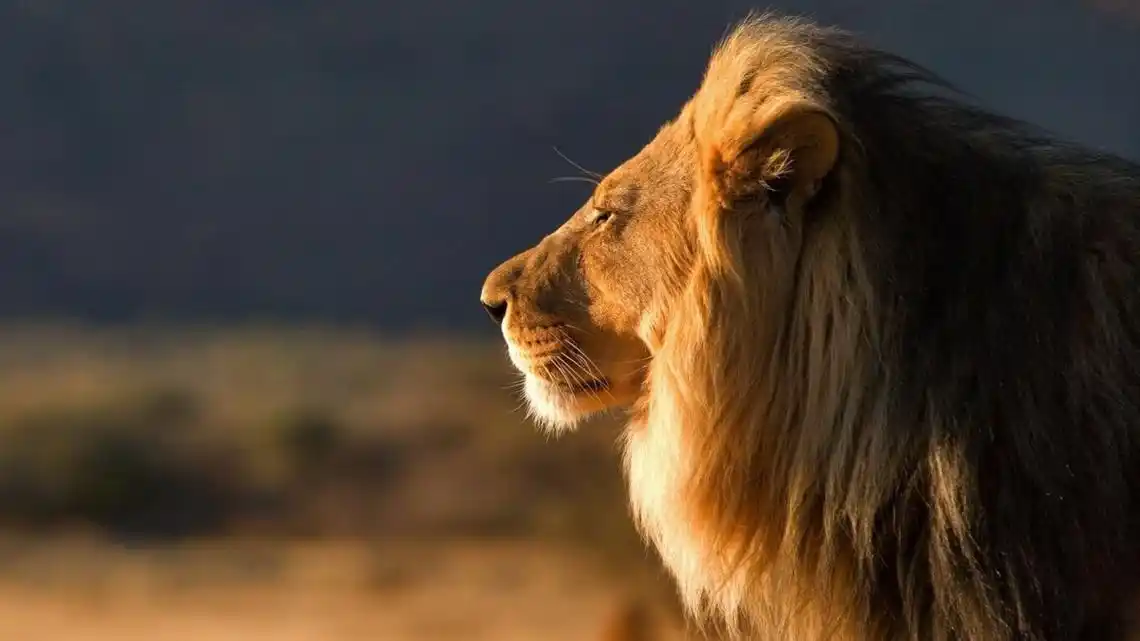 雄狮图片壁纸,分享一组分类动物图片给大家,图中的桌面壁纸壁纸