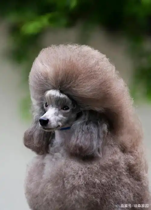 科普达宠:美容犬的最佳代表——贵宾犬