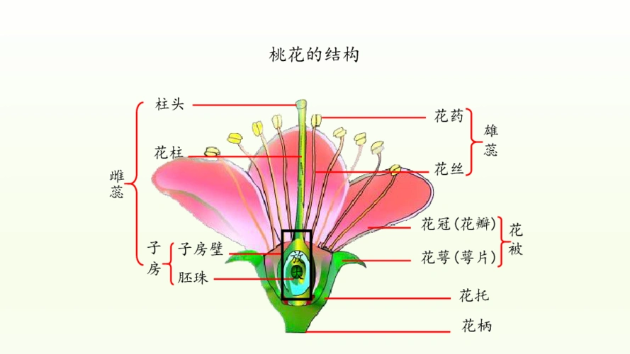 初中 生物 冀教版 八年级下册 第六单元 生物的繁衍和发展 第一章