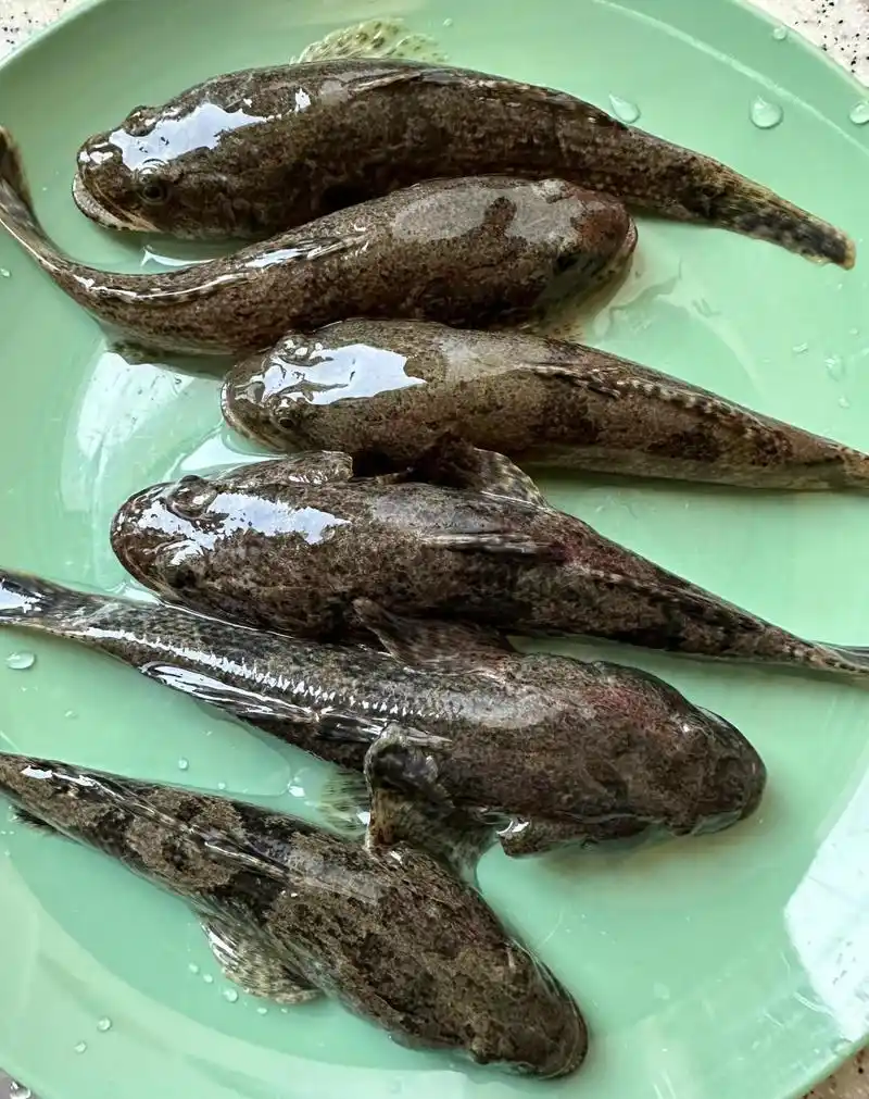 我们称呼这个鱼叫"塘鲤鱼",刚才安徽的朋友说,他们