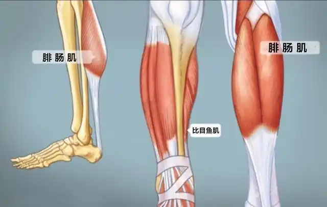 想瘦小腿要训练比目鱼肌,小腿才会更瘦|肌肉|小腿肚_网易订阅