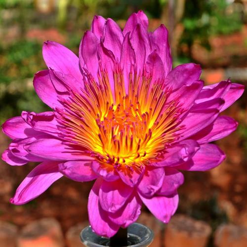 优质水生花卉云南九品香水莲花礼佛供奉鲜花台湾香莲茶满20枝包邮