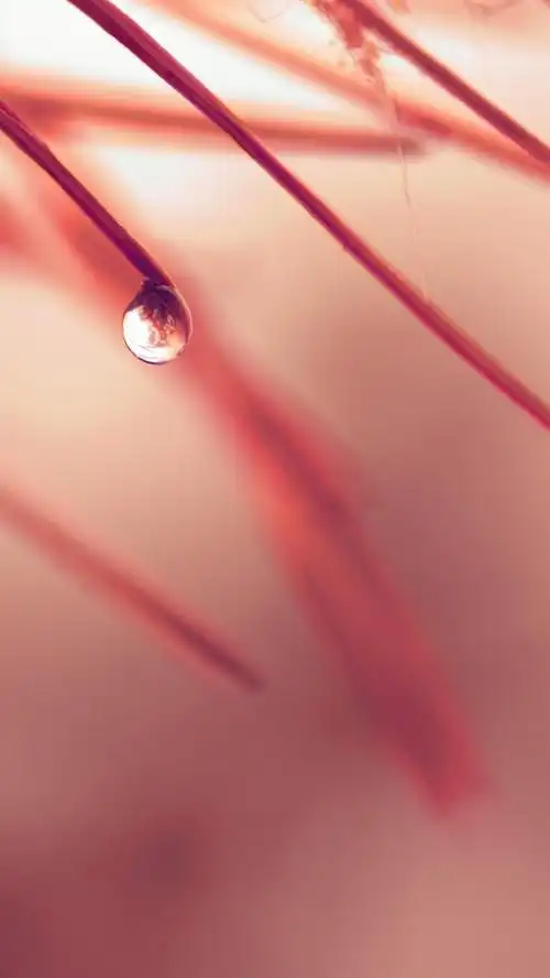 红叶,露水,水滴 iphone 壁纸