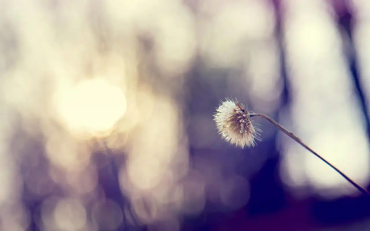 2020致自己唯美的心情语录,句句温情,看了还想看!