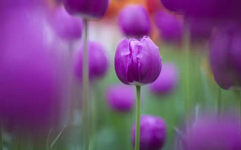 紫色郁金香高清壁纸1366x768分辨率查看