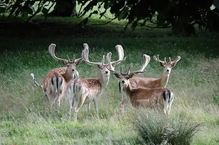 雄鹿梅花鹿马鹿