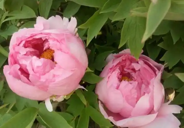 4月发文:喜欢牡丹,不如养盆美品银红巧对,色润柔和