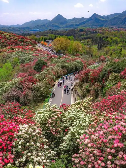 🌸春日专列🚄 | 4月贵州杜鹃花海的浪漫