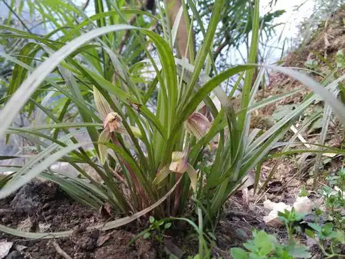 在老家树林里发现一窝宝贝,开花香满林|兰花|树林|香味_新浪新闻