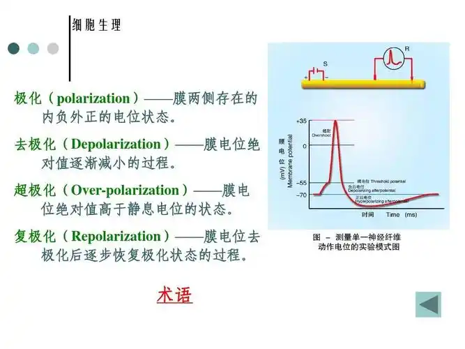 physiology】答案ppt 细胞生理 极化(polarization)——膜两侧存在的
