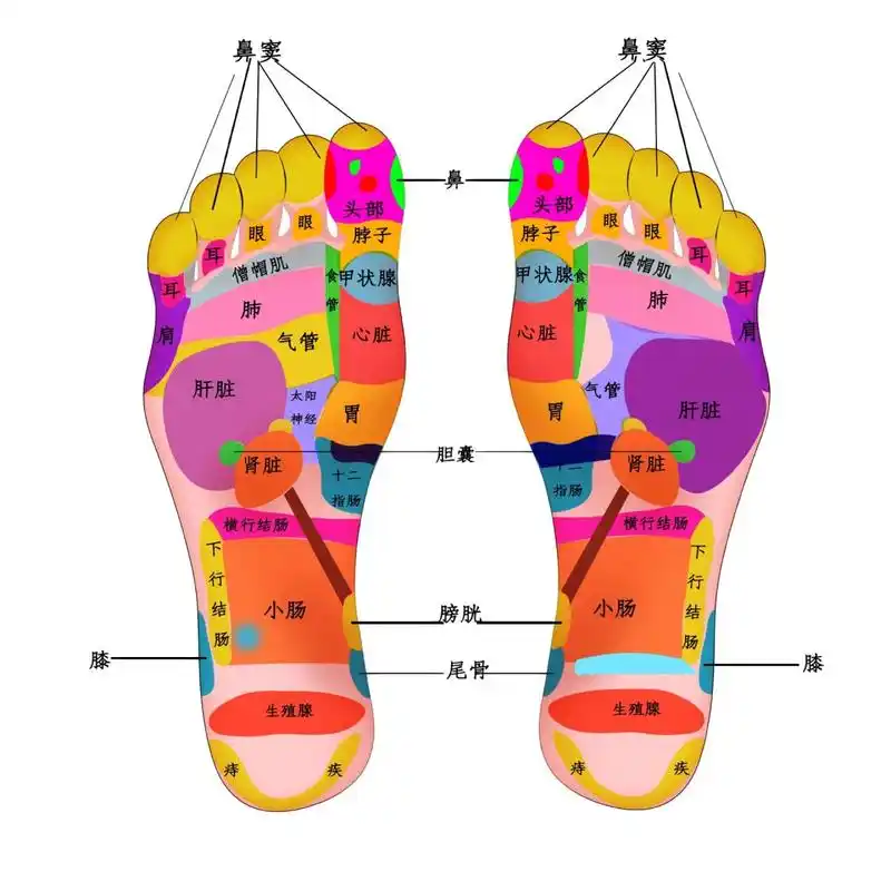 中医经络穴位:《脚底穴位图片大全》 在临床医学上,通常所说的脚底